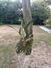 Laelia autumnalis alba MOUNTED, NEW GROWTH, MEXICAN, RARE FORM, ORCHID SPECIES — photo 5
