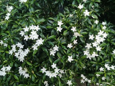 100 Star Jasmine Seeds Climbing Vine Fragrant Flower Cold Hardy