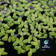 100+ Duckweed Floating Oxygenated Live Plants Tropical Fish Aquarium Pond