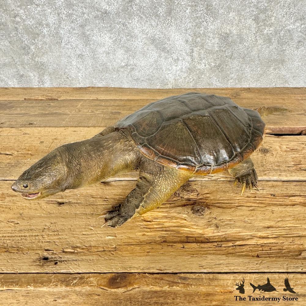29263 E | Common Snapping Turtle Taxidermy Mount For Sale | eBay