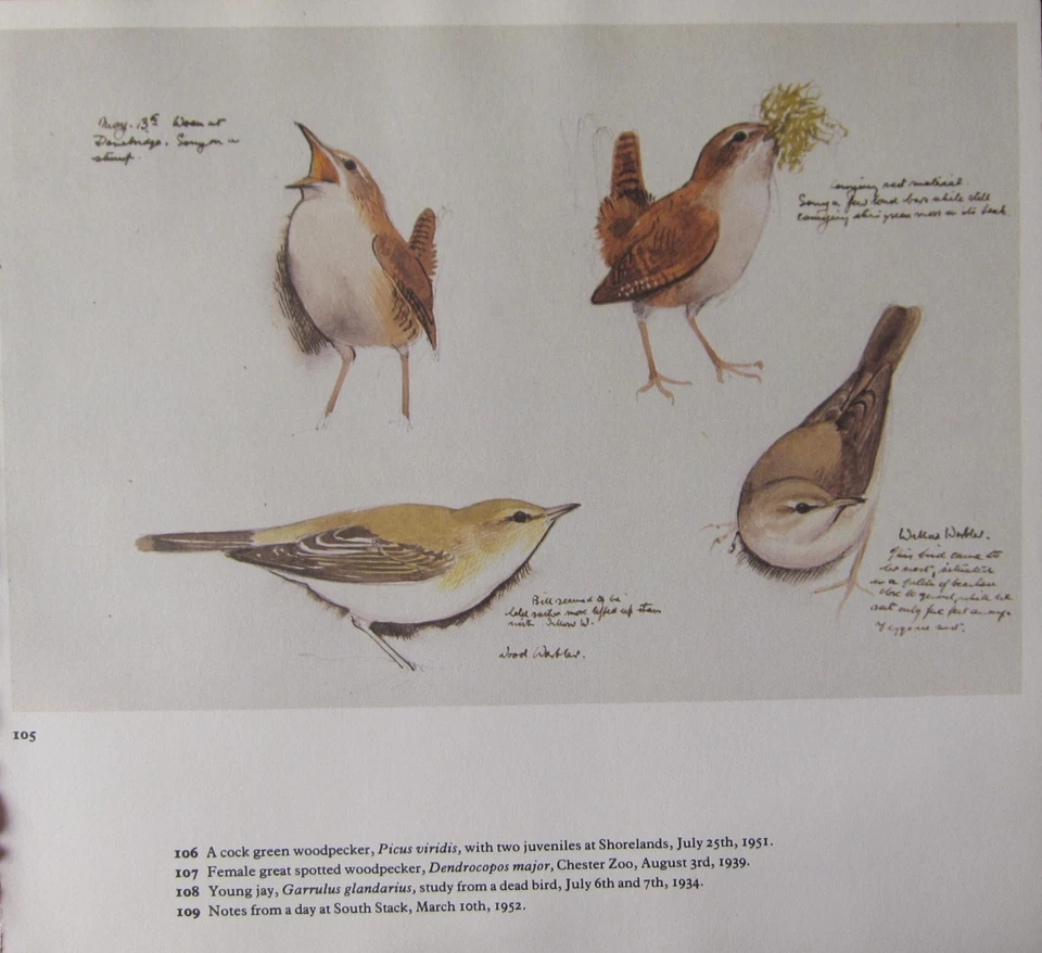Beau Vintage Oiseau Imprimé ~ Chantant Roitelet Nesting & Bois Paruline~ - Photo 1/1