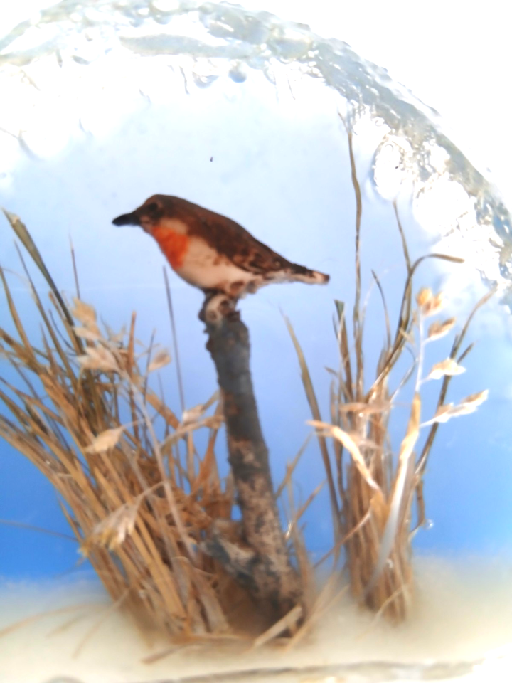 Lochaber Studio Diorama Robin Bird ornament retro resin Dried Grass ...