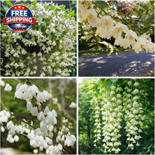 100 Pcs Climbing Fragrant Jasmine Seeds for Planting-Organic Arabian Jasmine Pla