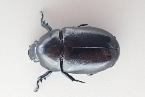 j49431. Insectes, Rutelidae sp. Vietnam, Ha Giang - Photo 5/6