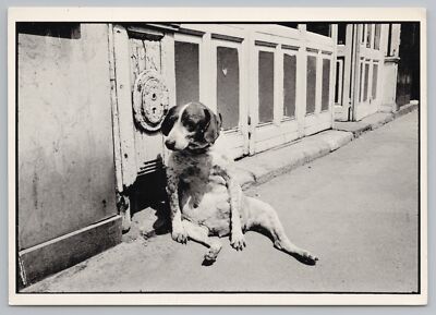 Animal~Beagle Sitting Comfortably On Sidewalk In Paris~B&W~Continental Postcard