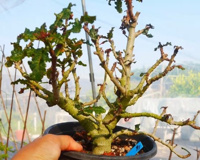 Rare Cacti Boswellia nana WYSIWYG seedgrown Garden Boutique Decor mother plant