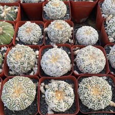 Sale 10pcs Rare Plant Astrophytum asterias V-Type Wholesale Own Root Garden