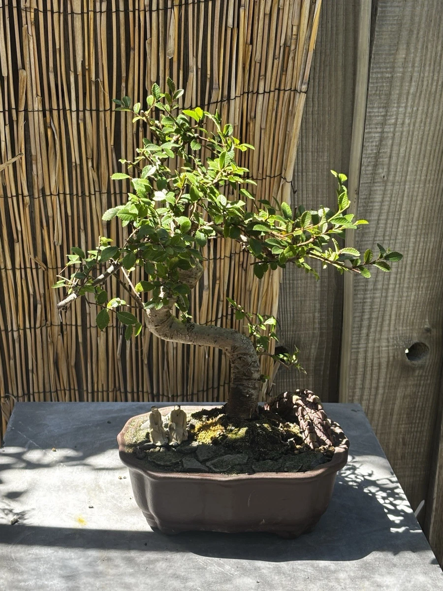 Finished Bonsai Bonsais for sale - eBay