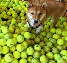 100 LOW COST DOGGIE BALLS -  USED TENNIS BALLS - FREE SHIPPING - SAVE 10%