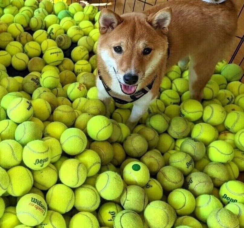 100 Low Cost Doggie Balls -  Used Tennis Balls for Dog Training - Free Shipping