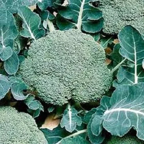 BROCCOLI SEEDS ALL VARIETIES Choose Broccoli Seeds Broccoli Cheap Collection - Picture 8 of 11