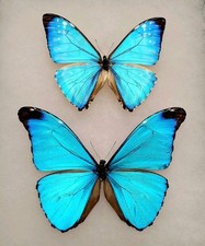 LOT OF 2 MORPHO ABSOLONI & MORPHO ZEPHYRITIS UNMOUNTED WINGS CLOSED FROM PERU