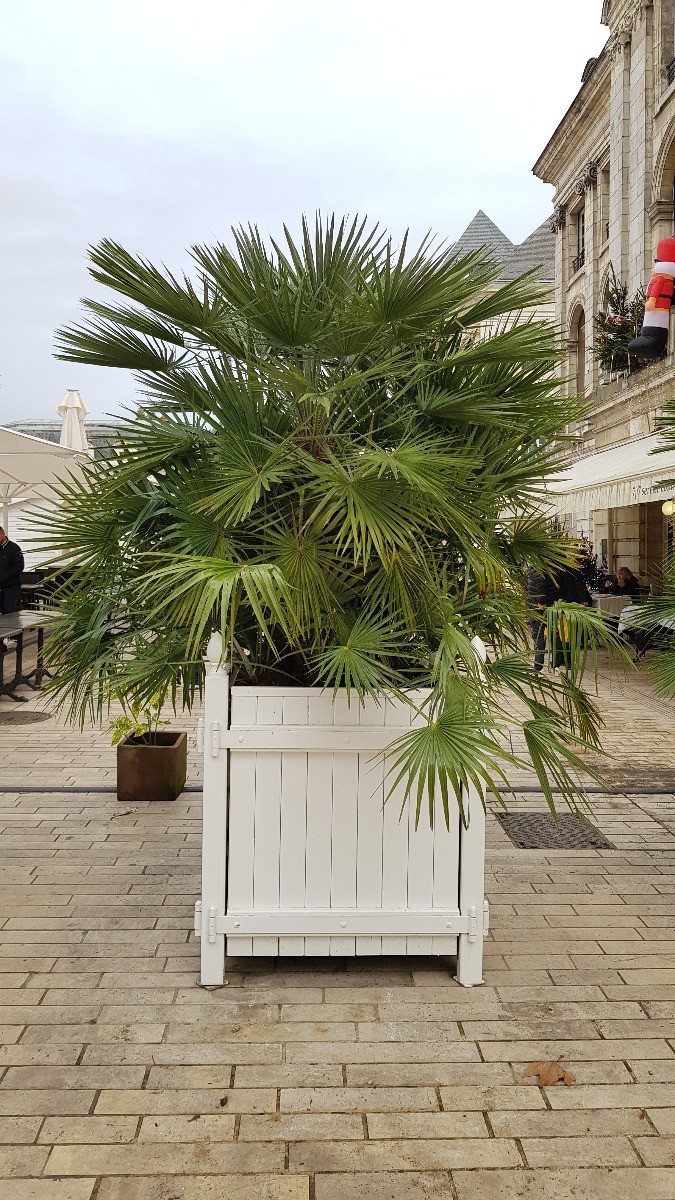 Palmier nain Chamaerops humilis ultra rustique résistant au gel en pot de 2.5L