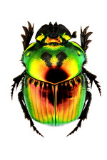 Phanaeus for collectors | Horned Rhinoceros Dung Beetles