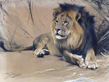 Africa lion by W. Spielende Tile Mural Kitchen Bathroom Backsplash Ceramic 10x8