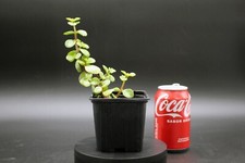 100 x Portulacaria Afra, Elefantenbaum, Jadebaum, Speckbaum, Stecklinge 10cm