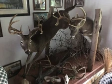 Beautiful display of two lifesize whitetail deer mounts