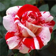 20 SEEDS for Red/White Dragon striped Rose flower Bush Rare exotic USA Seller
