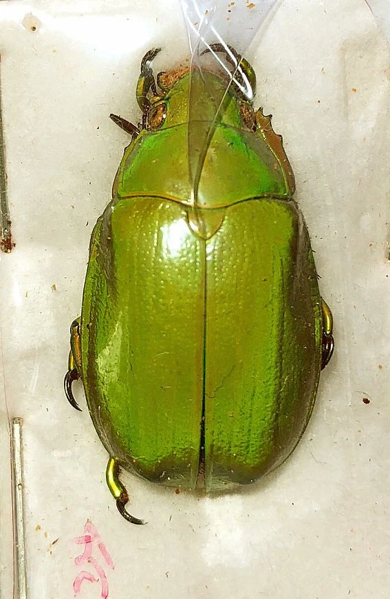 Chrysina for sale | eBay