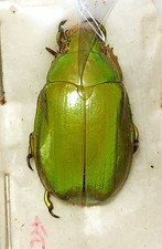 Chrysina for collectors | Gold Beetles, Jewel Scarabs