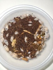 Dairy Cow Isopod Culture 100 