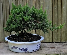 Japanese Dwarf Juniper Bonsai  In 6 Inch Round Blue And White Plastic Pot