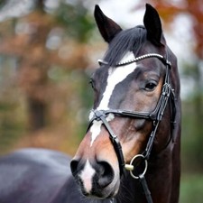 % Kavalkade Trense Lucia mexikanisches RH-UVP 109,90 -Reitsport NuddelHof-NH