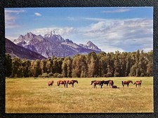 Pferdepostkarte, AK Pferde, Pferdepostkarten