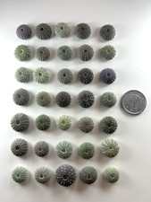 japanese sea glass Surf-Tumble sea urchin shell  small