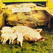 c1900 Stereoview Card Mother Sow Feeding Piglets Baby Pigs Warm Meals All Hours