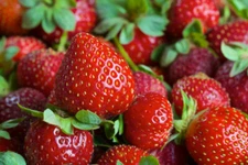 Eversweet Ever Bearing Strawberry Bareroot Plants   Large, Sweet & Juicy Berries