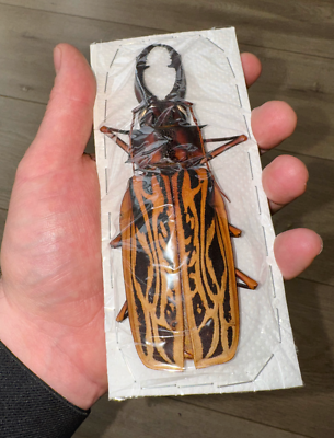 Cerambycidae Macrodontia cervicornis 145mm A1 from PERU - #3031 | eBay