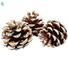 250g -  Frosted Natural Pine Cones 5cm - 8cm UK SELLER Premium Quality Xmas 