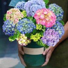 20 SZTUK Nasiona hortensji Kwiaty do sadzenia Dom Ogród Dekoracja Wybierz