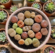 Boutique Large Lithops Random DIY Mix Rare Live Succulents Plants, Bare Root
