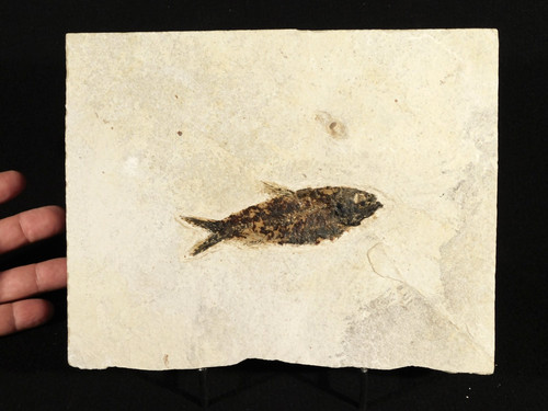 50 Million YEAR Old! Knightia Eocaena FISH Fossil in Big Matrix Wyoming 1210gr