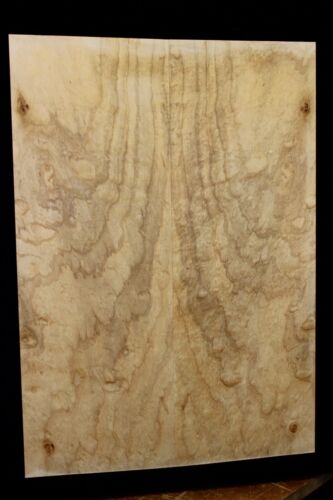 Silver maple, burl / lace figured guitar book matched top. - Picture 1 of 8