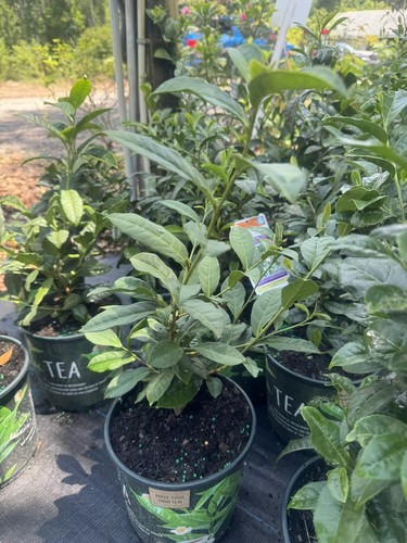 Tea Plant | Camellia sinensis | Black, Oolong, Green Tea with One Gallon Pot. - Picture 2 of 3