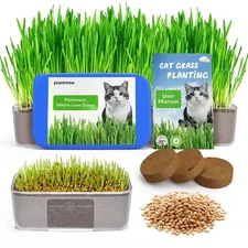Cat Grass Kit for Indoor Cats - 3 Pack | Organic Wheat Grass Seeds, Grows in ...
