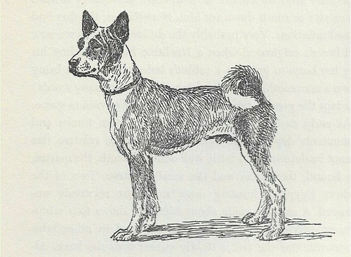 Basenji - CUSTOM MATTED - Vintage Dog Art Print - 1954 Kirmse