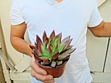 Echeveria Agavoides Succulent