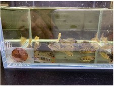 2 Apistogramma Macmasteri Live Fish 2 Count