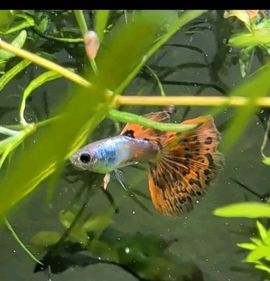 10 + Red Dragon Guppy Fry - Tropical Fish For Freshwater Aquariums