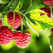 1 HERITAGE EVER-BEARING RED RASPBERRY Live Perennial Fruit Plant / 1+ Year Old  