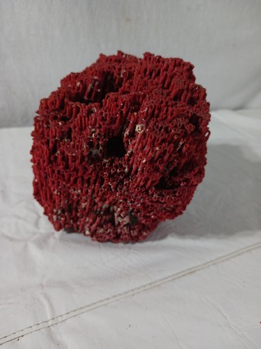 Natural Authentic Red Coral Large Approx: 6"X6"X6" Pipe Organ Coral 322g - Picture 5 of 14