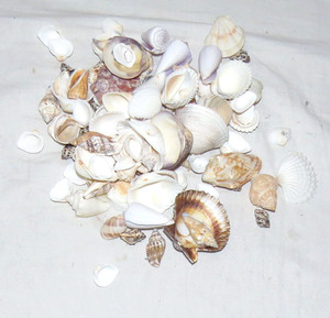 Shells 1.1/4 lbs 120 Pieces Mostly White Small and Medium E