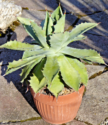 Agave potatorum var. verschaffeltii ca. 35 cm hoch