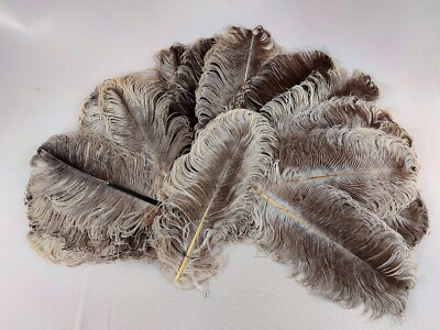 Lot De Plumes D'autruche Anciennes Pour Coiffe - Années Folles/années 1930, Noir