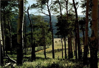 Aspen Grove, Lamar River, Yellowstone National Park, Hamilton