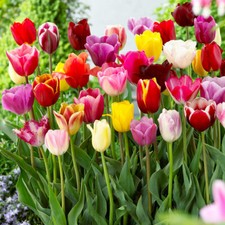 Triumph Tulips 100 Bulbs Mixed Colours Spring Flowering Beds Borders (Pre Order)